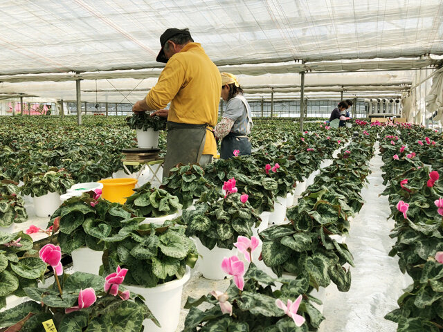 求人ボックス 花の仕事 求人 栃木県 宇都宮市