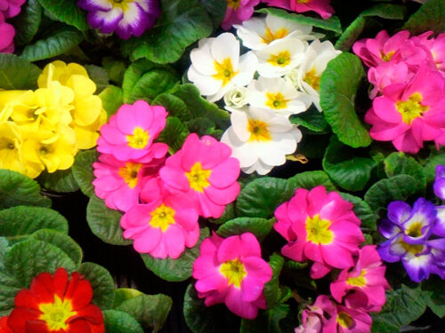 求人ボックス 花 生産の仕事 求人 埼玉県