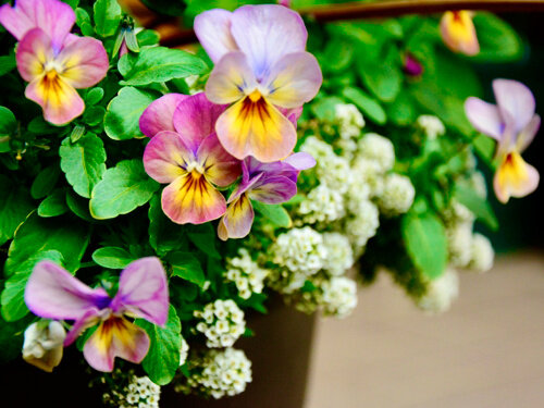 求人ボックス 花苗生産の仕事 求人情報