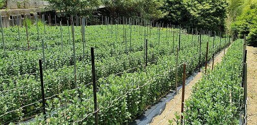 求人ボックス 農業 花の仕事 求人情報