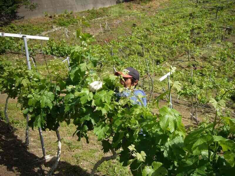ブドウ栽培 ワインの仕事・求人情報｜求人ボックス