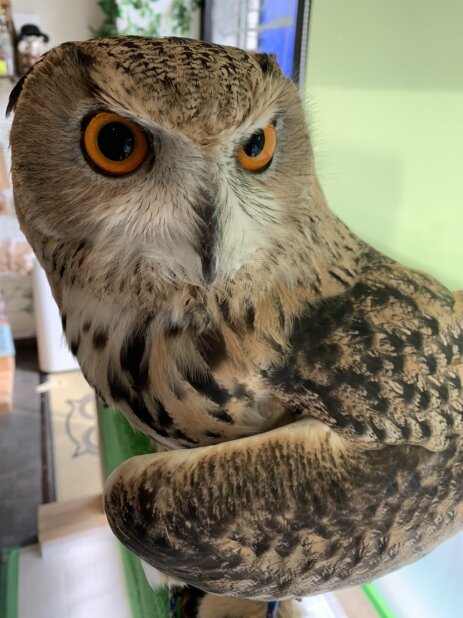 求人ボックス 動物 カフェの仕事 求人 千葉県