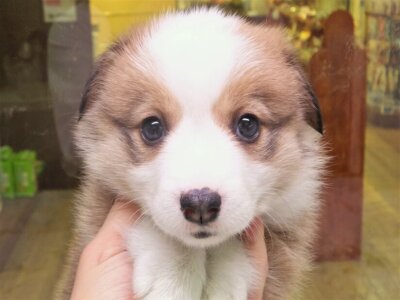 求人ボックス 動物 犬 介護の仕事 求人情報 求人ボックス 動物 犬 介護の仕事 求人情報