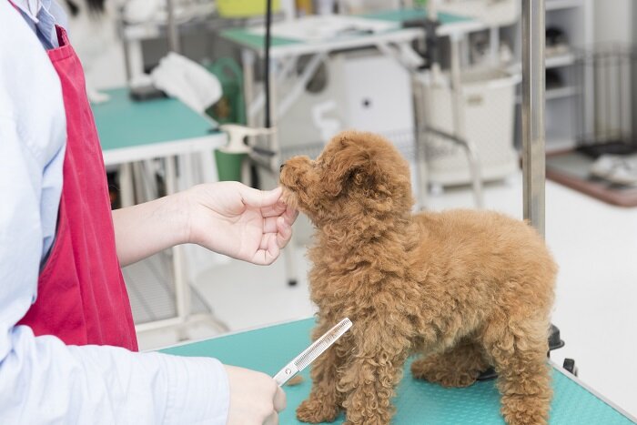 求人ボックス 犬 飼育の仕事 求人 神奈川県