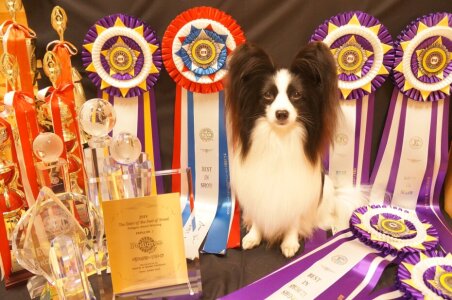 求人ボックス 犬 掃除の仕事 求人 東京都 求人ボックス 犬 掃除の仕事 求人 東京都