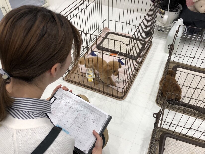求人ボックス 犬 飼育の仕事 求人 千葉県