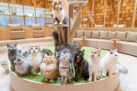 求人ボックス 猫 バイトの求人情報 宮崎県 宮崎市 求人ボックス 猫 バイトの求人情報 宮崎県 宮崎市