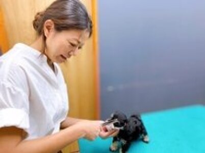 求人ボックス ペット サロンの仕事 求人 愛知県 名古屋市 求人ボックス ペット サロンの仕事 求人 愛知県 名古屋市