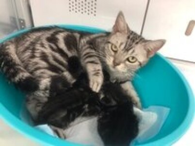 求人ボックス 猫の仕事 求人 千葉県 求人ボックス 猫の仕事 求人 千葉県