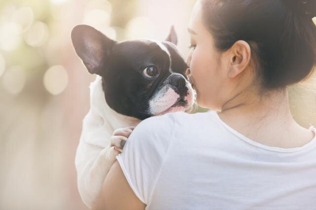 求人ボックス 保護犬の仕事 求人 千葉県