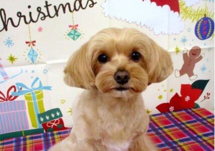 求人ボックス ペットの仕事 求人 東京都 調布市 求人ボックス ペットの仕事 求人 東京都 調布市