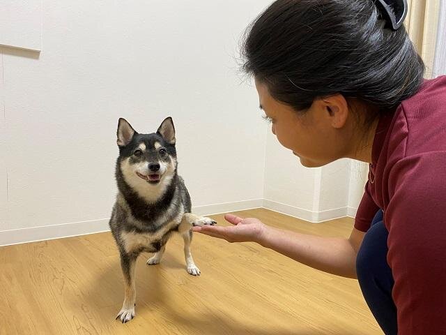 求人ボックス 動物園 バイトの求人情報 兵庫県 神戸市