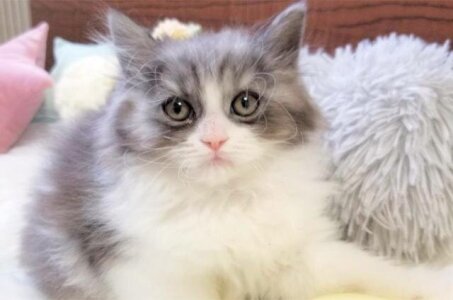 求人ボックス 猫の仕事 求人情報 求人ボックス 猫の仕事 求人情報