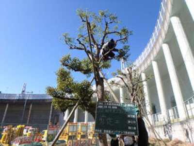 求人ボックス 樹木医の仕事 求人情報 求人ボックス 樹木医の仕事 求人情報