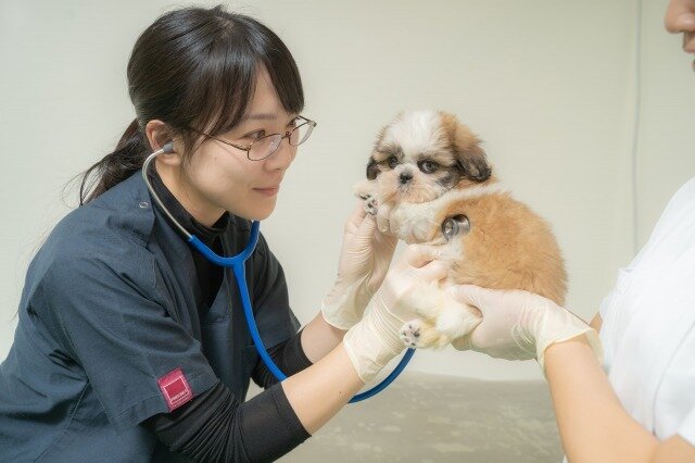 求人ボックス 株式会社ahb 東京 獣医師 正社員 全国でpet Plusを展開しているペットショップの企業獣医師募集中の求人詳細情報 木場駅 徒歩10分