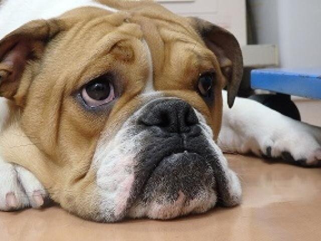 求人ボックス パティ動物病院 動物看護師 受付担当募集の求人詳細情報 茗荷谷駅