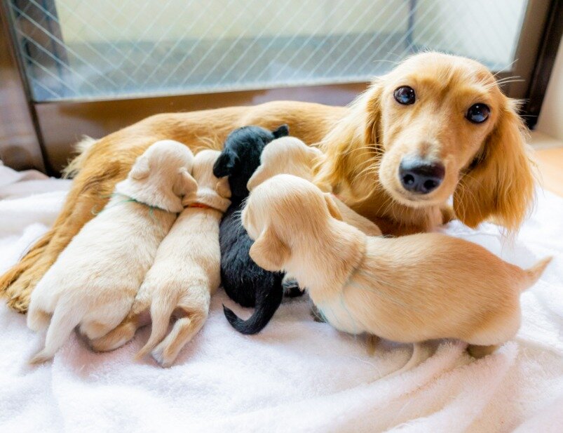 求人ボックス 動物 世話の仕事 求人 千葉県 求人ボックス 動物 世話の仕事 求人 千葉県