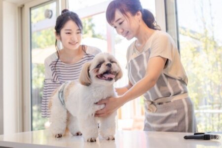 求人ボックス 保護犬の仕事 求人 京都府 求人ボックス 保護犬の仕事 求人 京都府