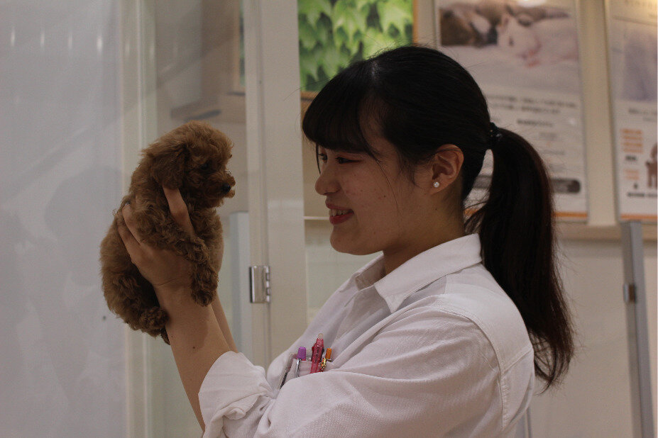 求人ボックス ペッツファースト株式会社 ペットショップスタッフの求人詳細情報 伯耆大山駅 車8分