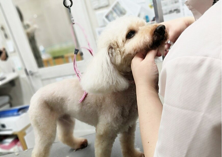 求人ボックス ペットサロンコンビ相模原中央店 トリマー募集 賞与年2回 完全週休2日制 充実の福利厚生制度の求人詳細情報 古淵駅 徒歩10分