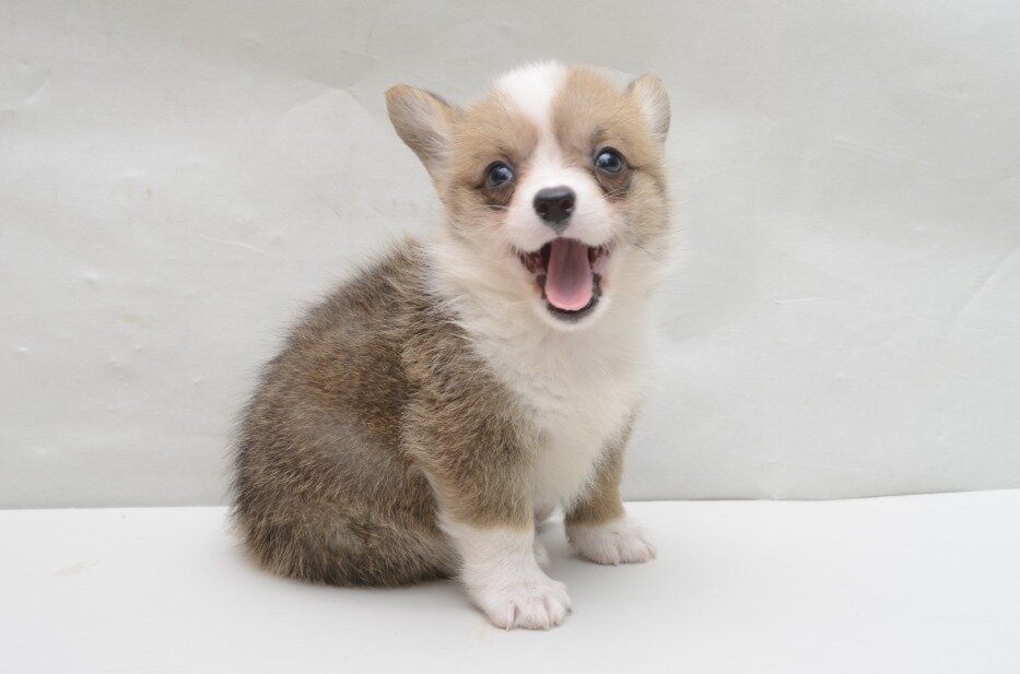 求人ボックス ペットエコ タピオ店 ペットショップスタッフ 子犬子猫の管理 接客販売 未経験者歓迎の求人詳細情報 宮城県 仙台市 泉区 寺岡